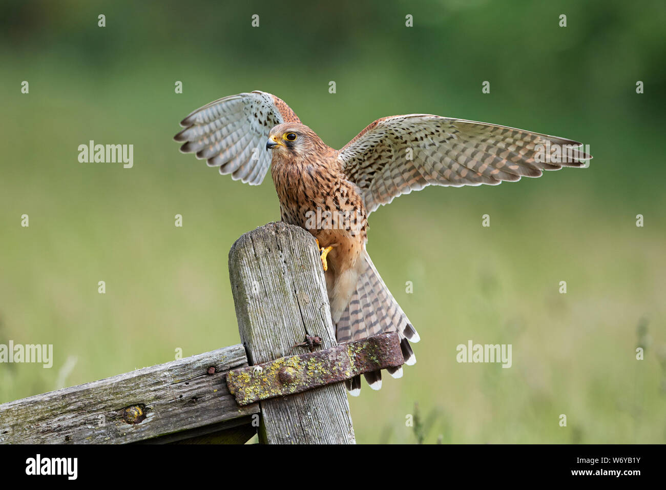Il Gheppio (Falco tinnunculus) REGNO UNITO Foto Stock