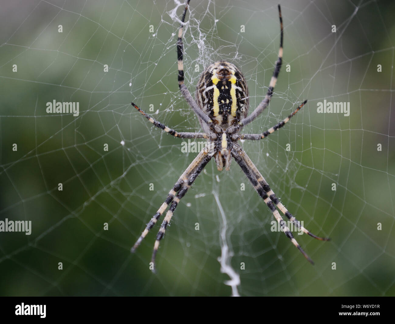 Giardino spider web. Close up wasp-ragno Argiope bruennichi, Foto Stock