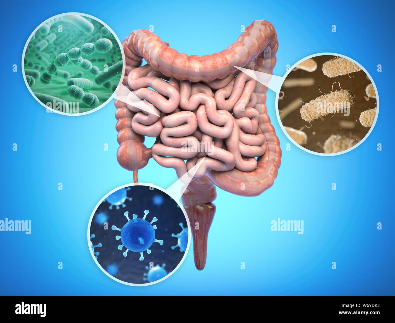 Bacteries di intestino umano, della flora intestinale gut concetto di salute. 3d illustrazione Foto Stock