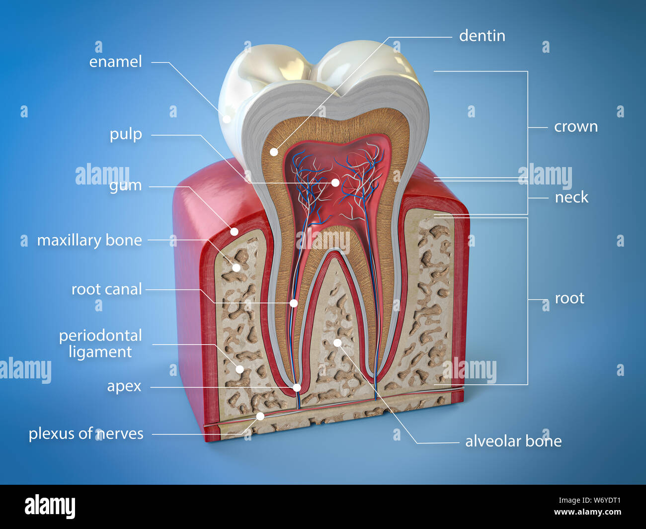 Dente dentale anatomia. Sezione trasversale del dente umano con infographics e descrizione. 3d illustrazione Foto Stock