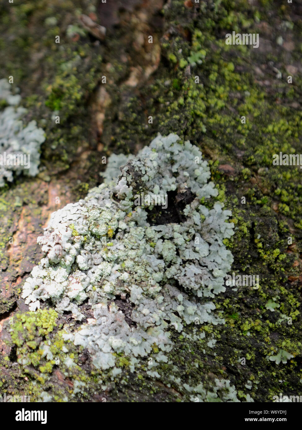 Foliose licheni e muschi sulla corteccia di albero Foto Stock