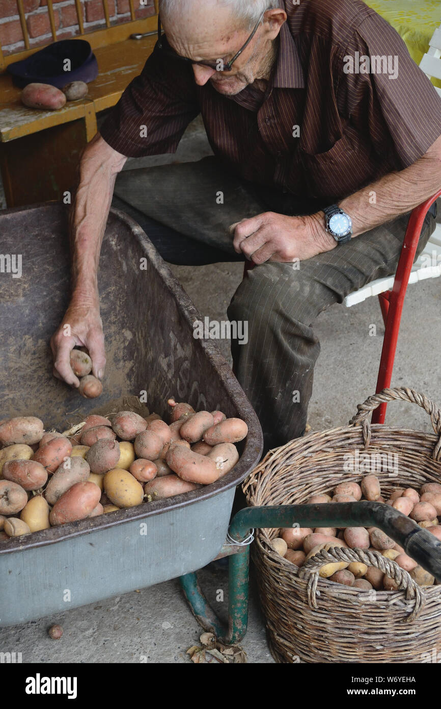 Raccolto di patate fresche nel campo. Solanum Tuberosum Foto Stock