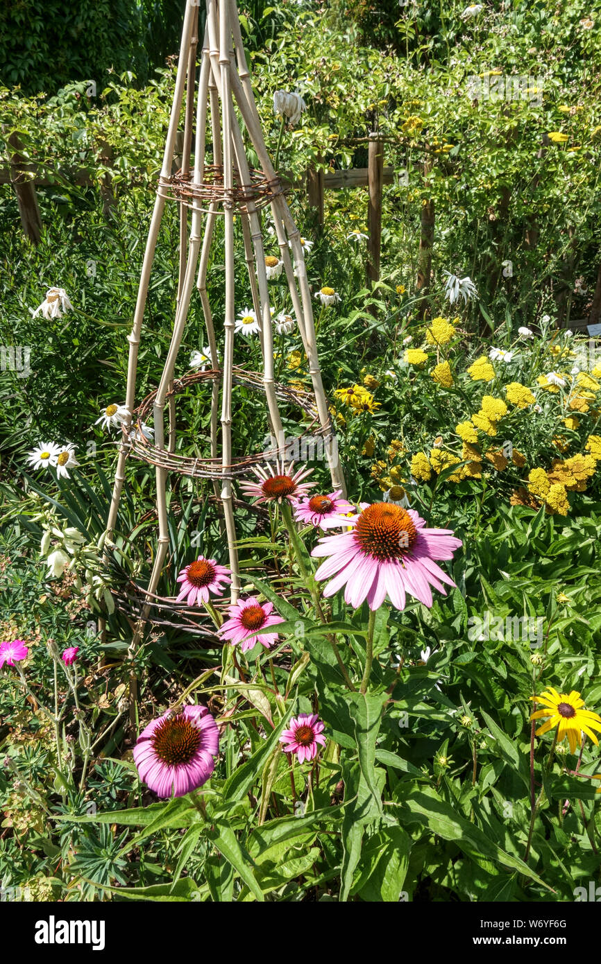 Fiore di cono in un giardino di piante di supporto, Echinacea, Purple coneflower in luglio Foto Stock