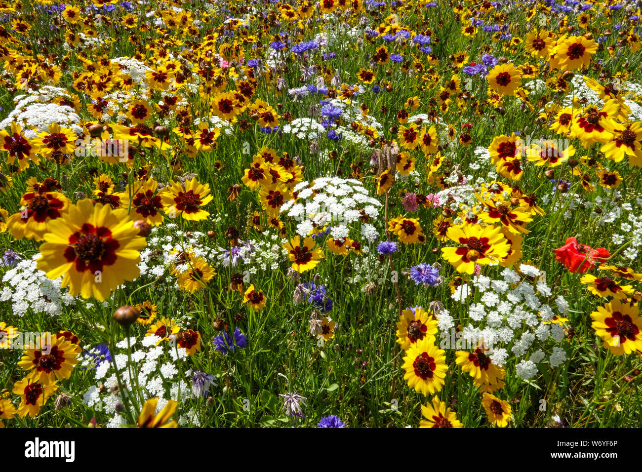 Bianco Giallo fiori, una miscela di fiori annuali, semina diretta nel giardino aiuola, pianure coreopsis su un prato estivo, Ammi majus Foto Stock