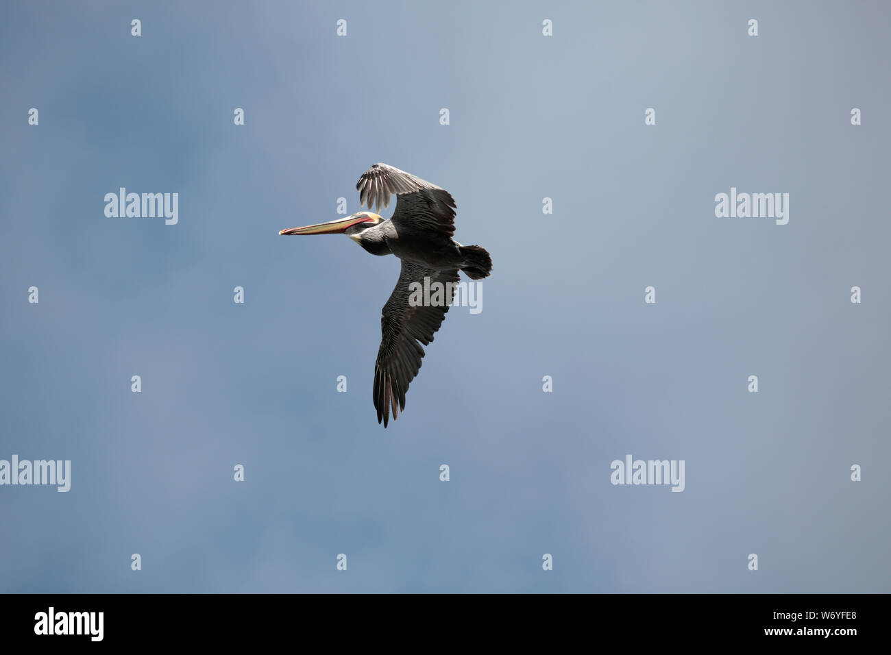 Pelican battenti contro un cielo blu chiaro Foto Stock