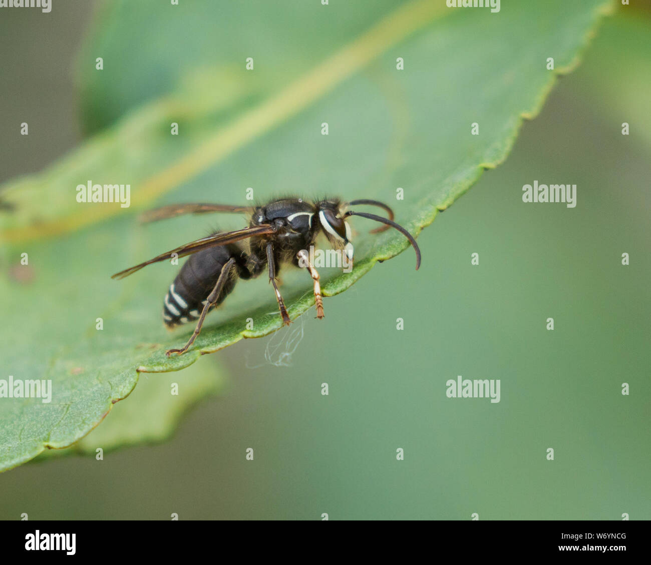 Un calvo volto Hornet mangiare una foglia Foto Stock