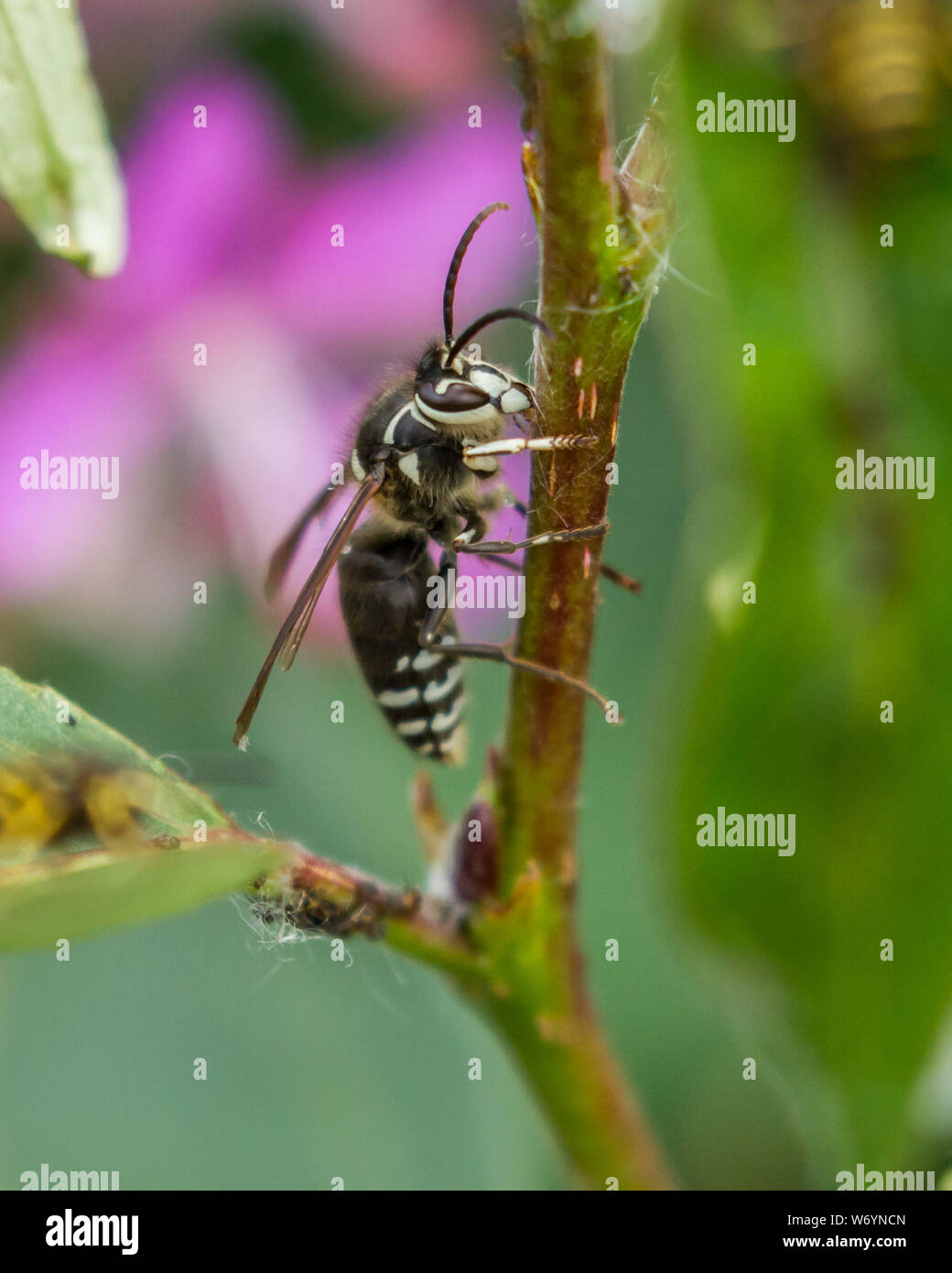 Un calvo volto Hornet mangiare una foglia Foto Stock