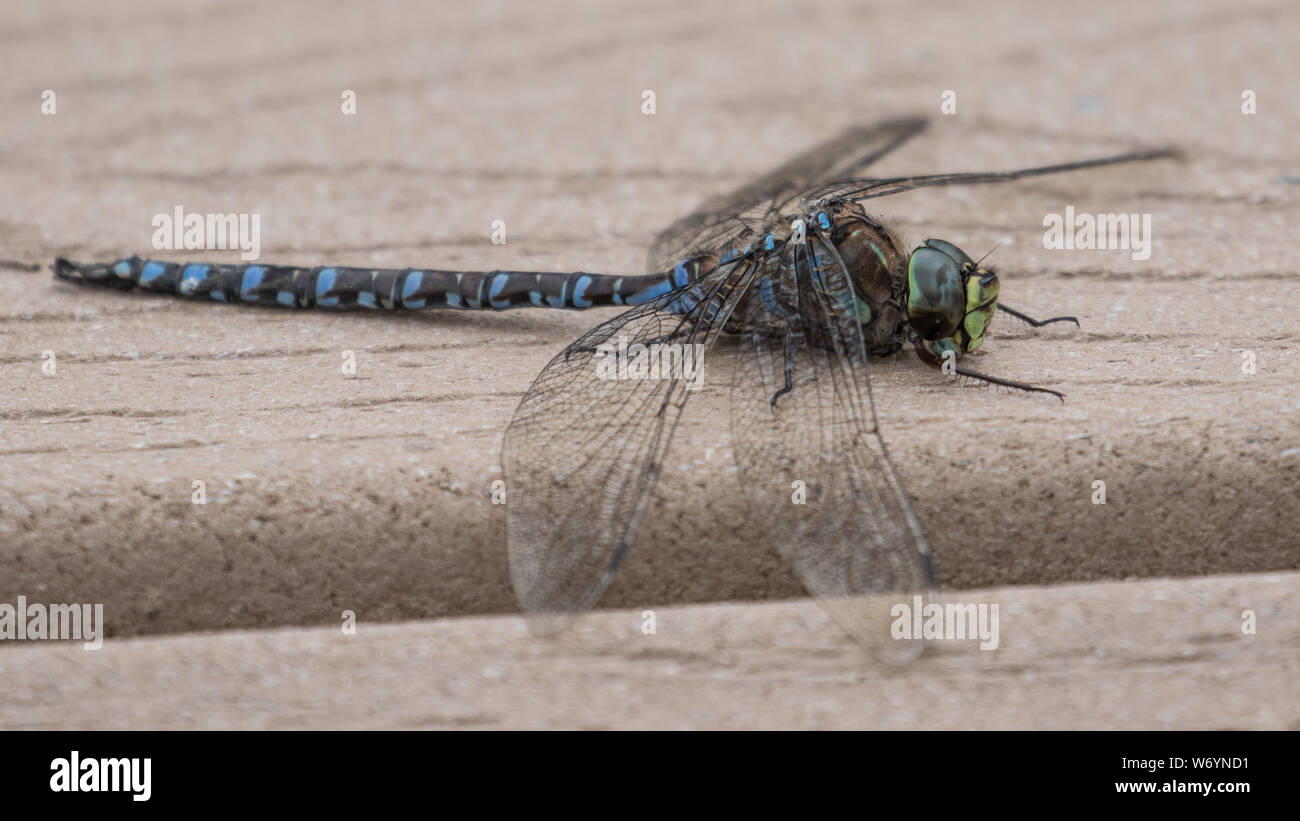 Azure Darner Aeshna septentrionalis Foto Stock