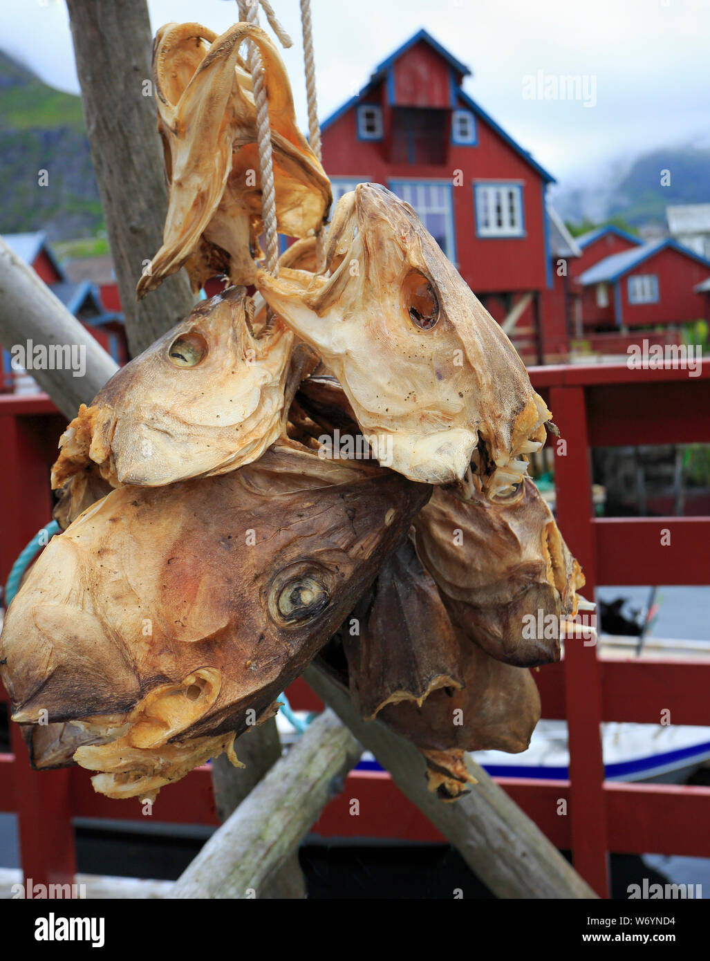 Essiccazione pesce stock di merluzzo bianco nel villaggio di Å con tradizionale rosso rorbu case e fjord sullo sfondo in estate, Isole Lofoten in Norvegia Foto Stock