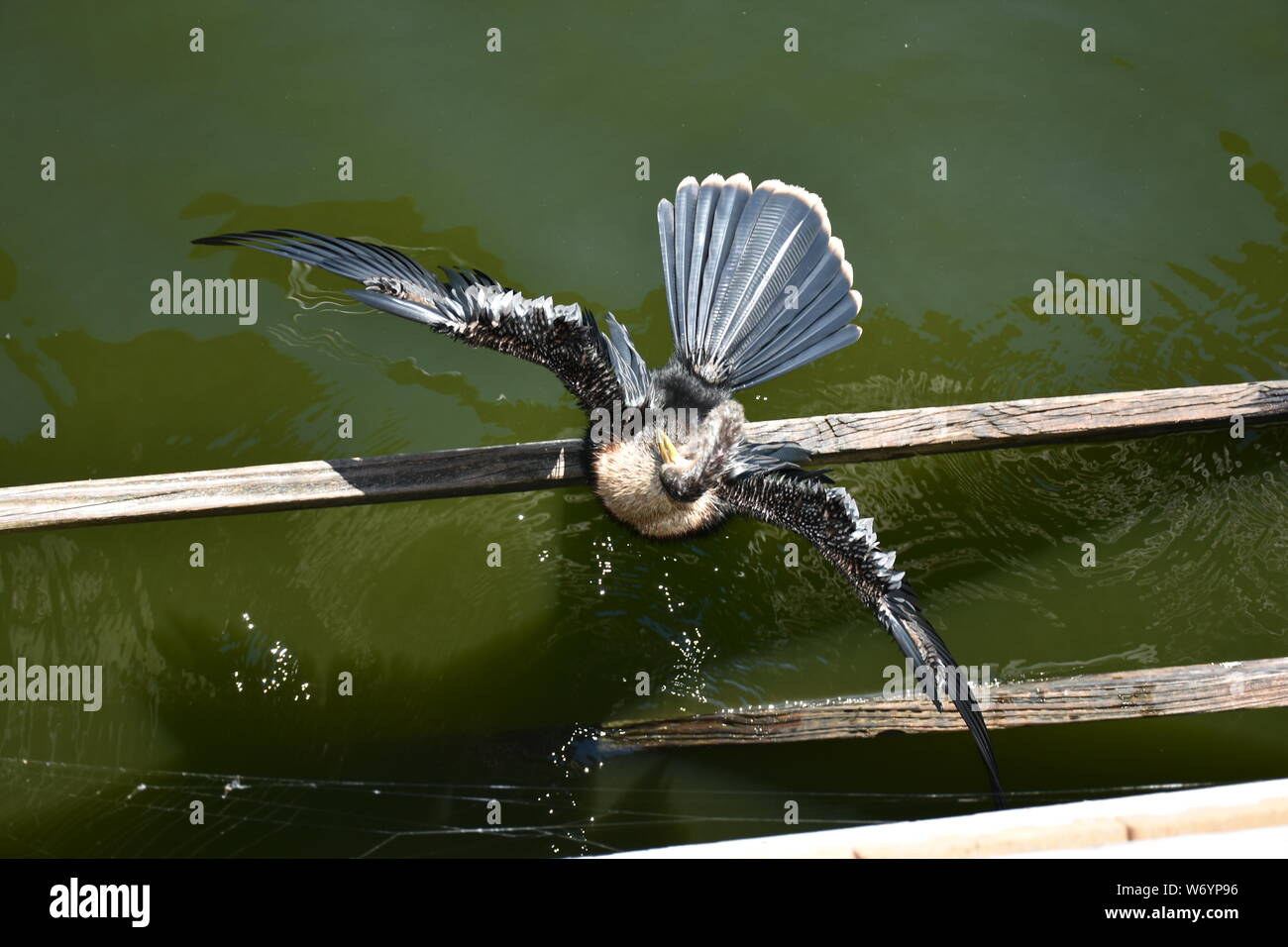 Ho catturato questa immagine della fauna selvatica di un Anhinga preening e prendere il sole su un dock che stava prendendo direttamente dall'alto. Snake foto di uccelli come era l'asciugatura. Foto Stock