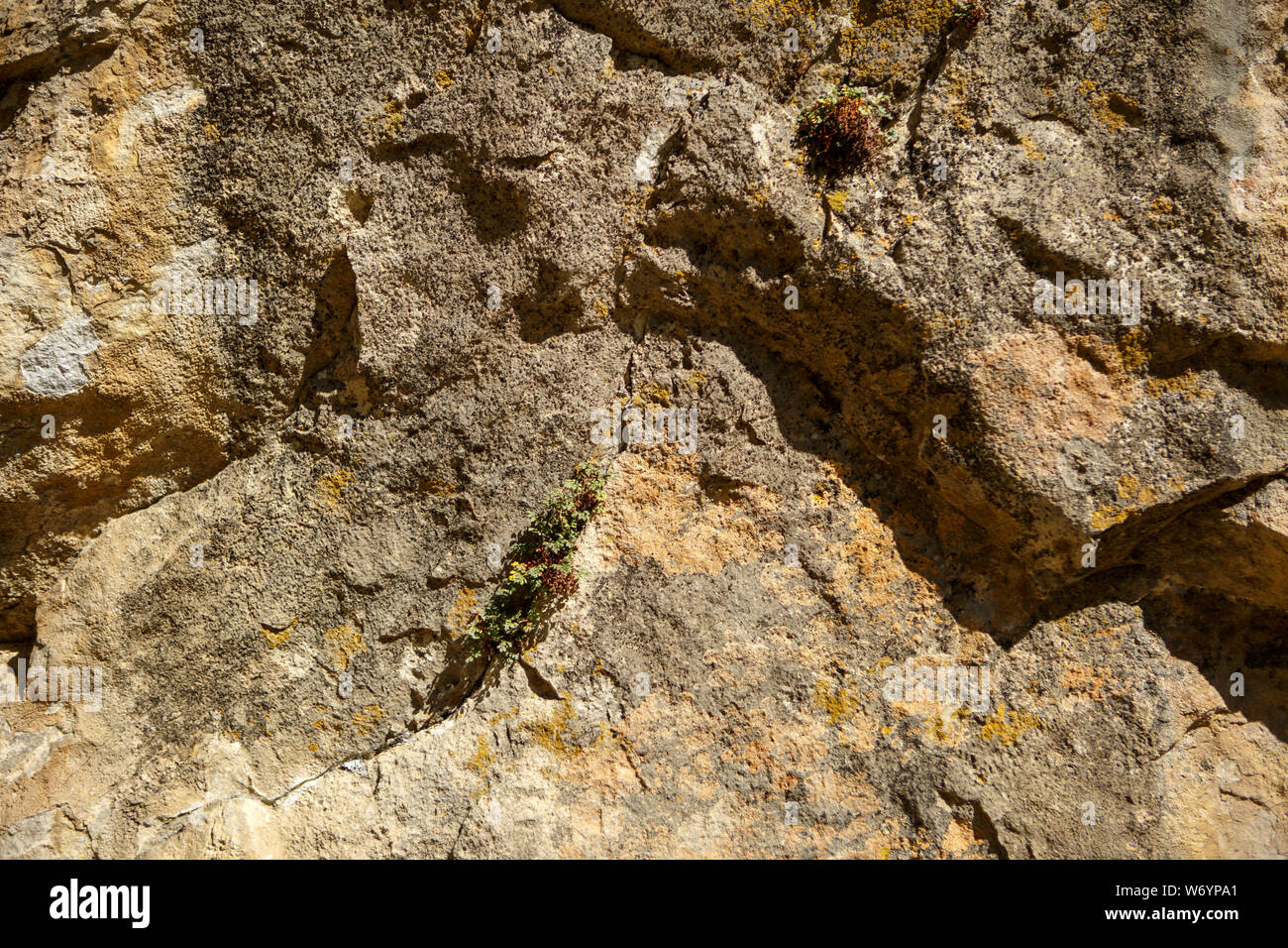 Foto dal di sopra del terreno roccioso con piante Foto Stock