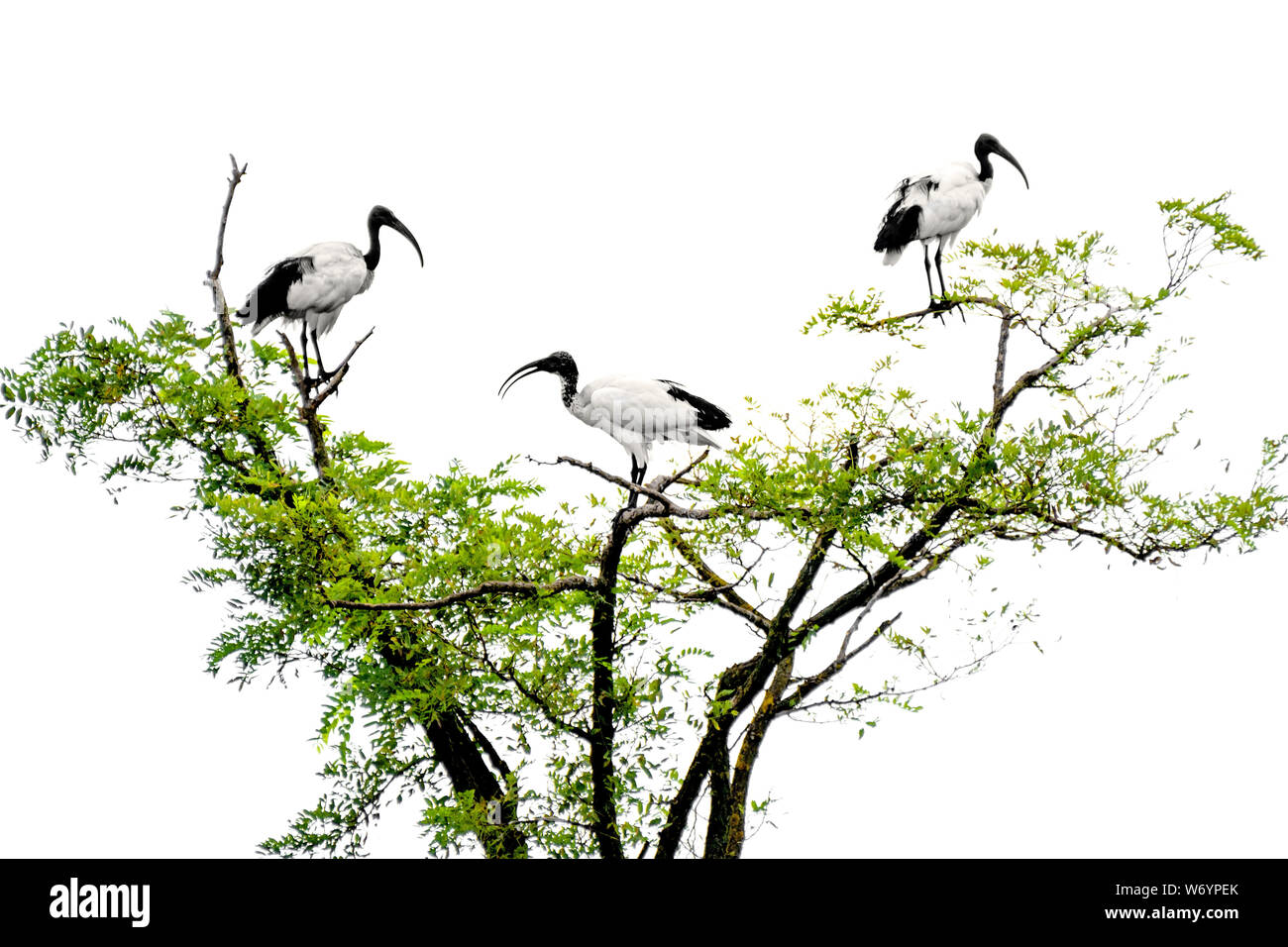 Tre uccelli ibis in piedi sopra un albero Foto Stock