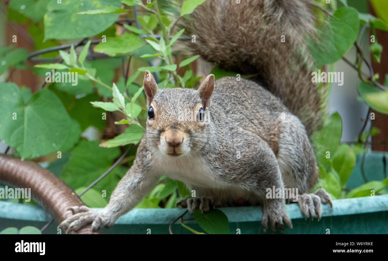 Staring avanti Foto Stock