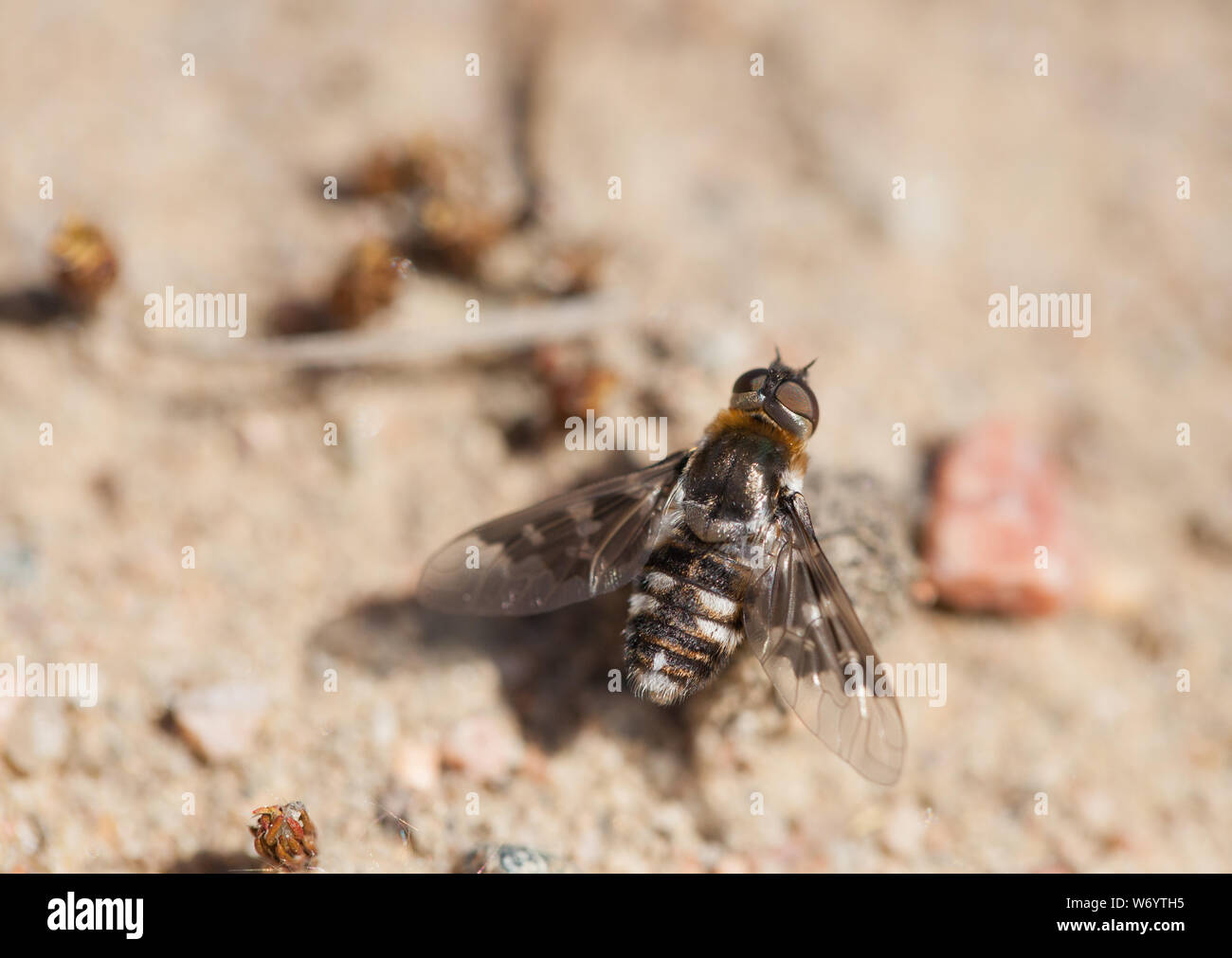 Chiazzato bee-fly Foto Stock