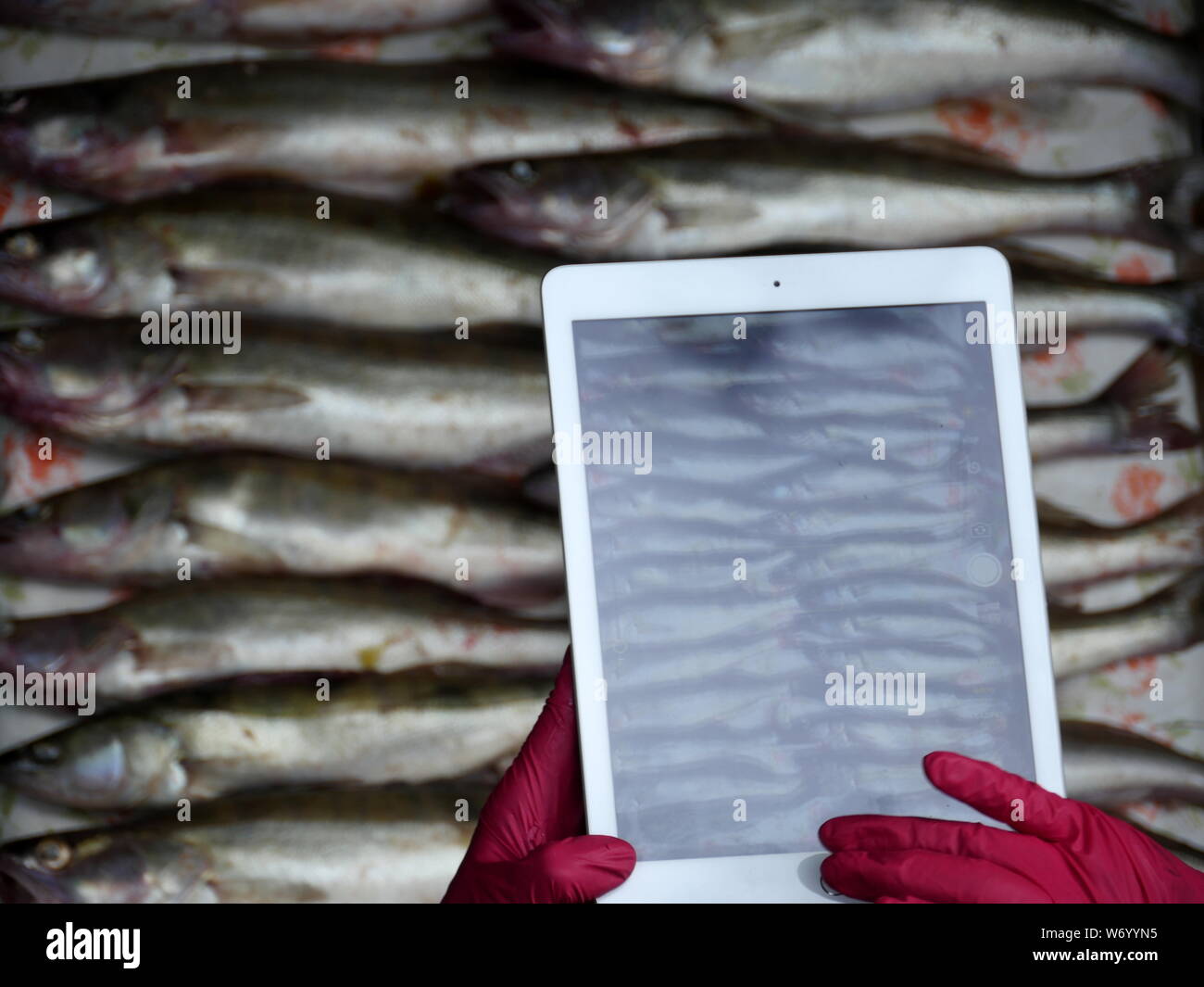Persona prende le immagini su un tablet ipad, delle catture di pesce pescato Foto Stock