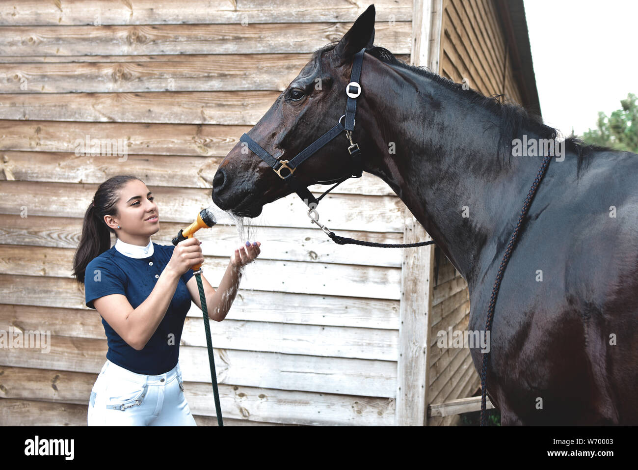 Il processo di lavaggio del cavallo con acqua da un tubo flessibile, la preparazione per il concorso di ricreazione Foto Stock