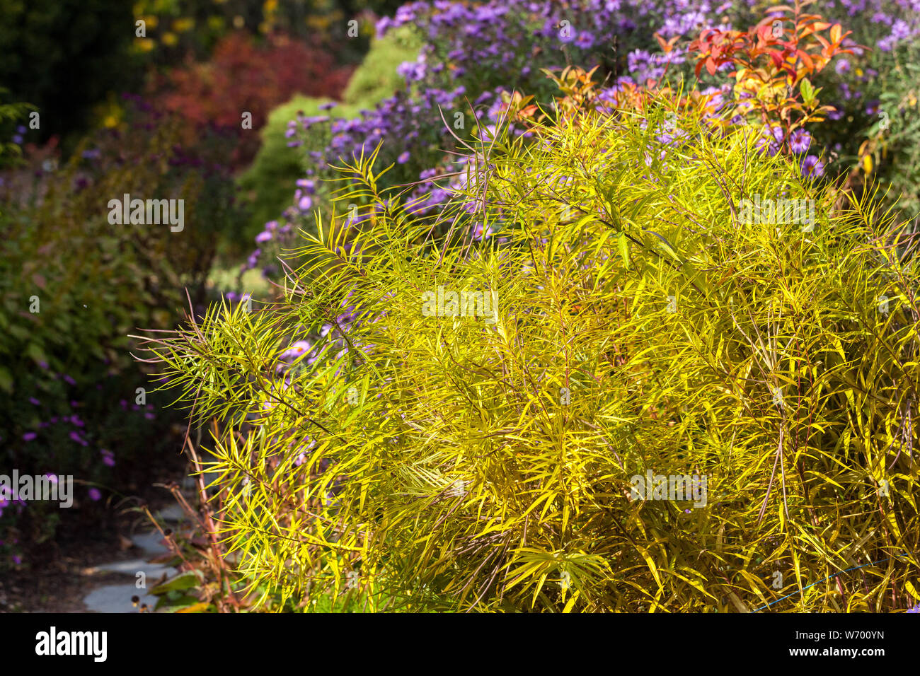 Blue Star, Amsonia 'Seaford Skies " Foglie di autunno in un giardino di autunno Foto Stock