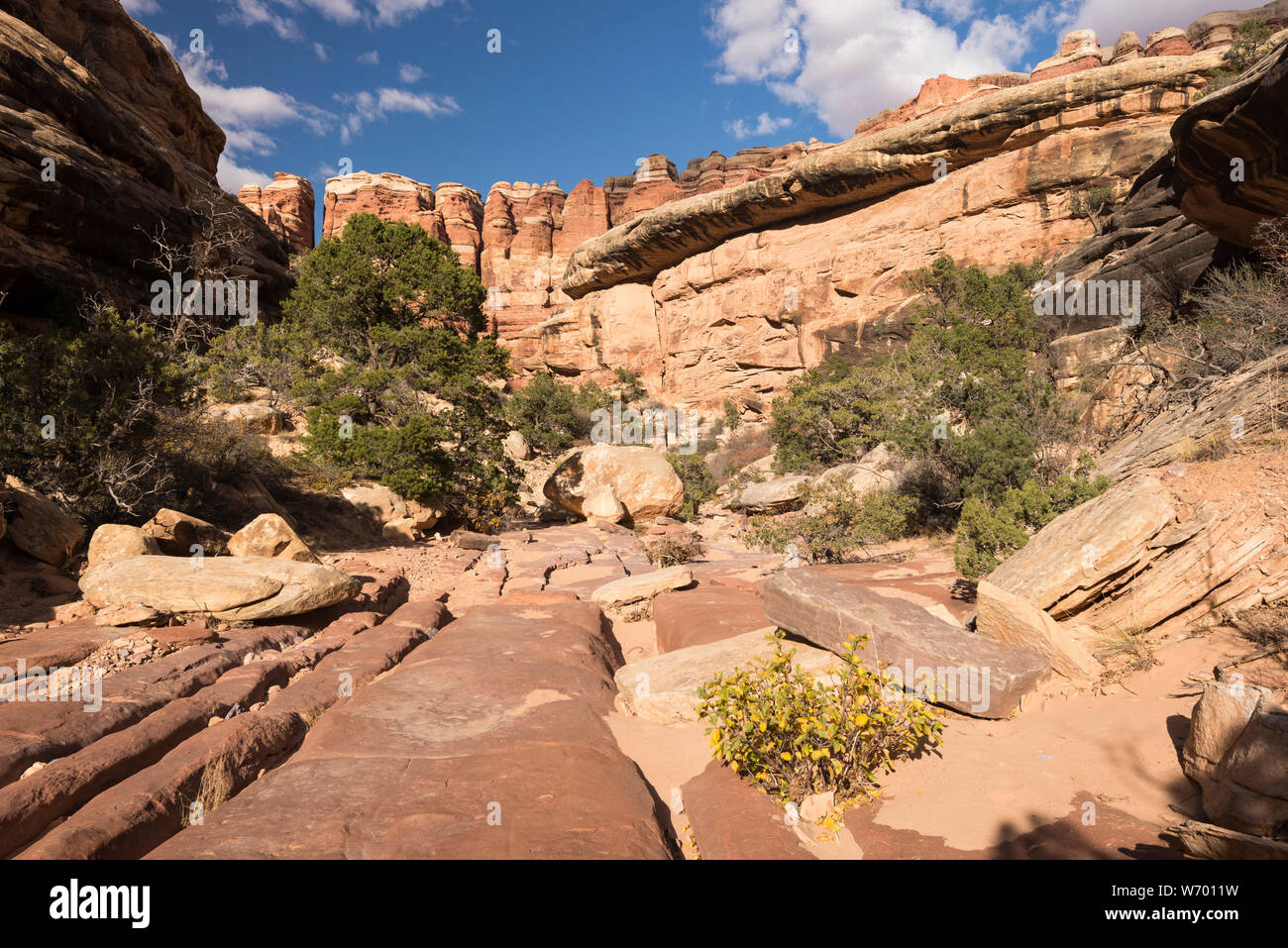 Gli alberi di ginepro e una parete di roccia, pinnacoli all'interno di un canyon wash. Situato nel quartiere di aghi del Canyon lands National Park nello Utah. Foto Stock