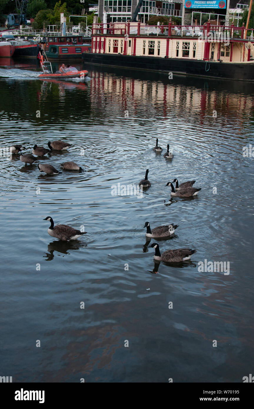 Le anatre e le barche sul Tamigi Twickenham Foto Stock