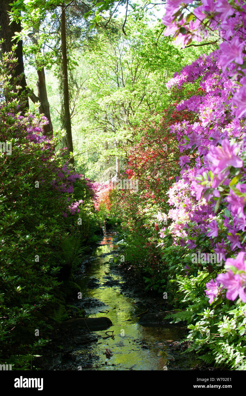 Flusso a Isabella Plantation Richmond Park Foto Stock