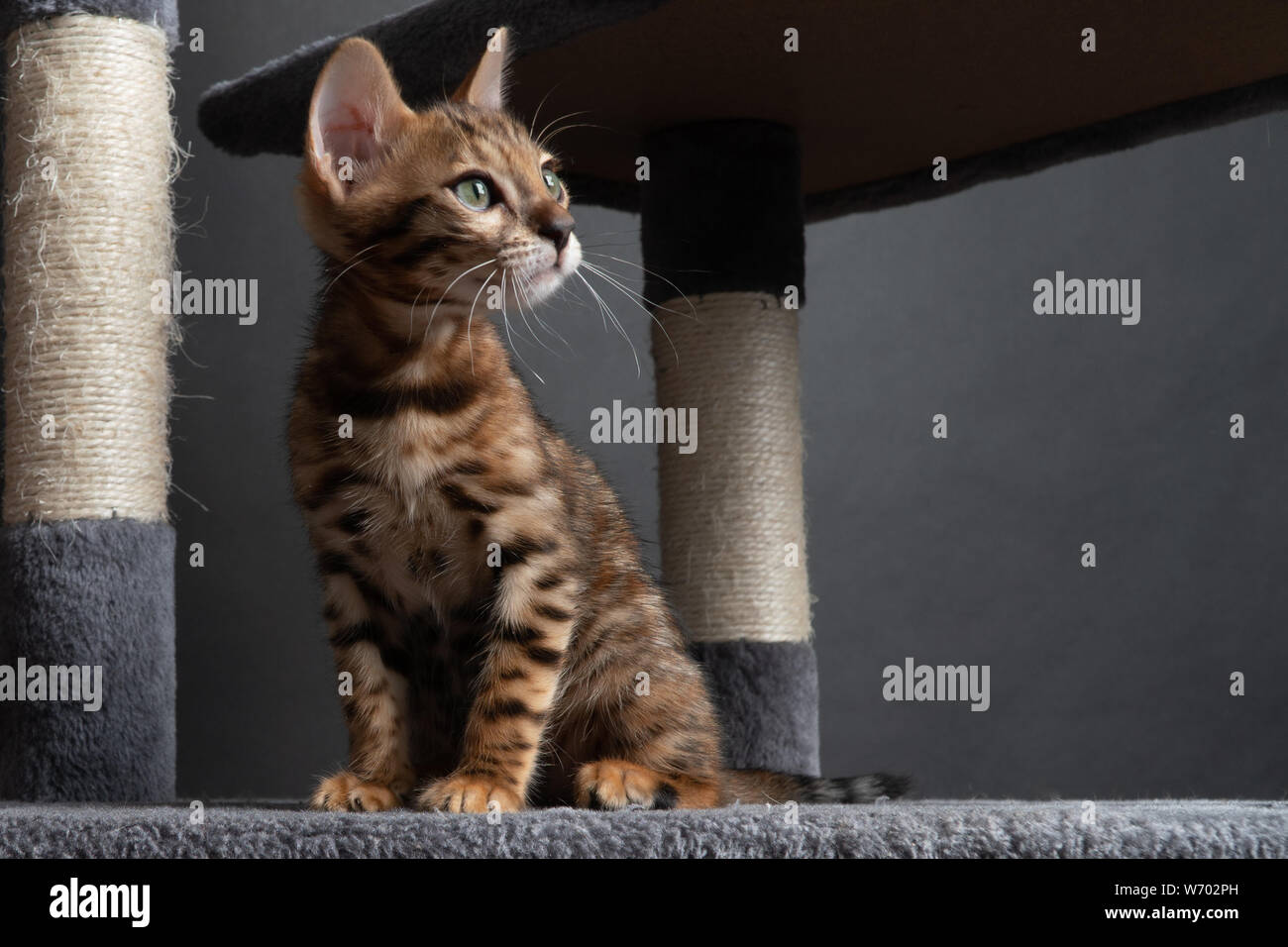 Bellissimo Gatto bengala giocando sulla graffiatura post Foto Stock