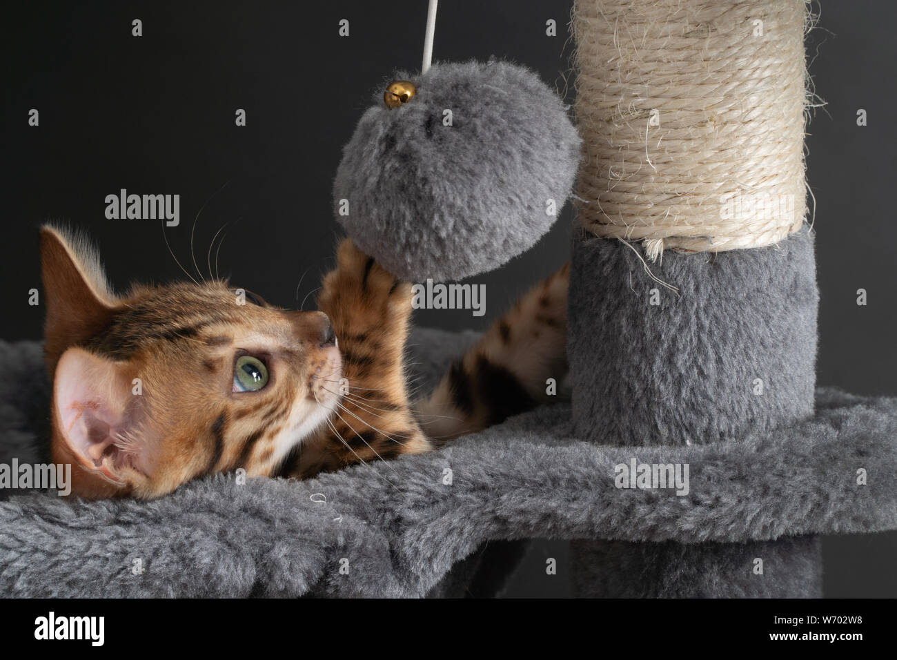 Bellissimo Gatto bengala giocando sulla graffiatura post Foto Stock