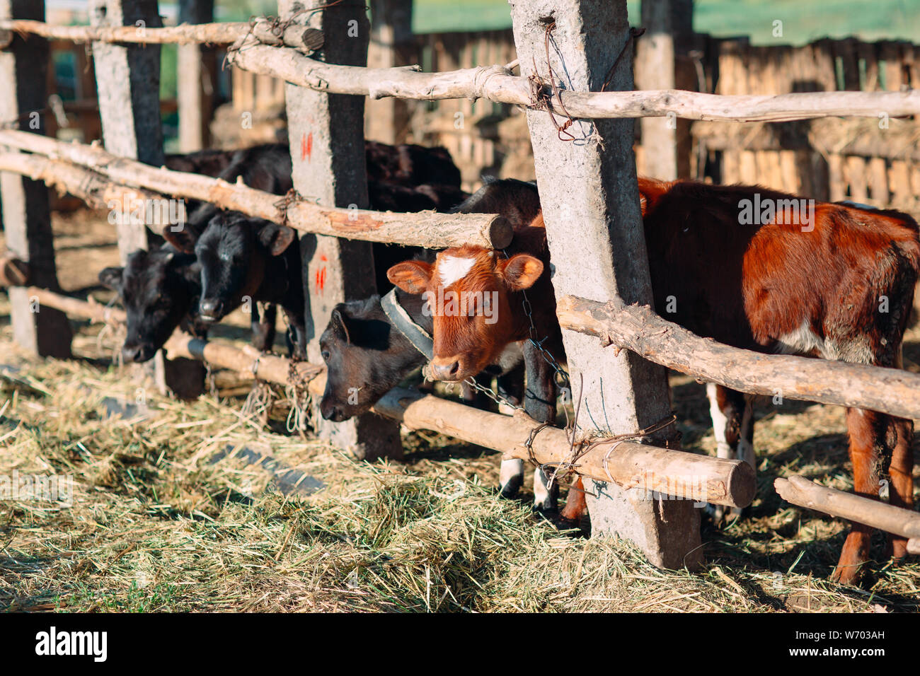 Agricoltura Industria, l'agricoltura e la zootecnia concetto. mandria di vacche in stalla su Dairy Farm Foto Stock