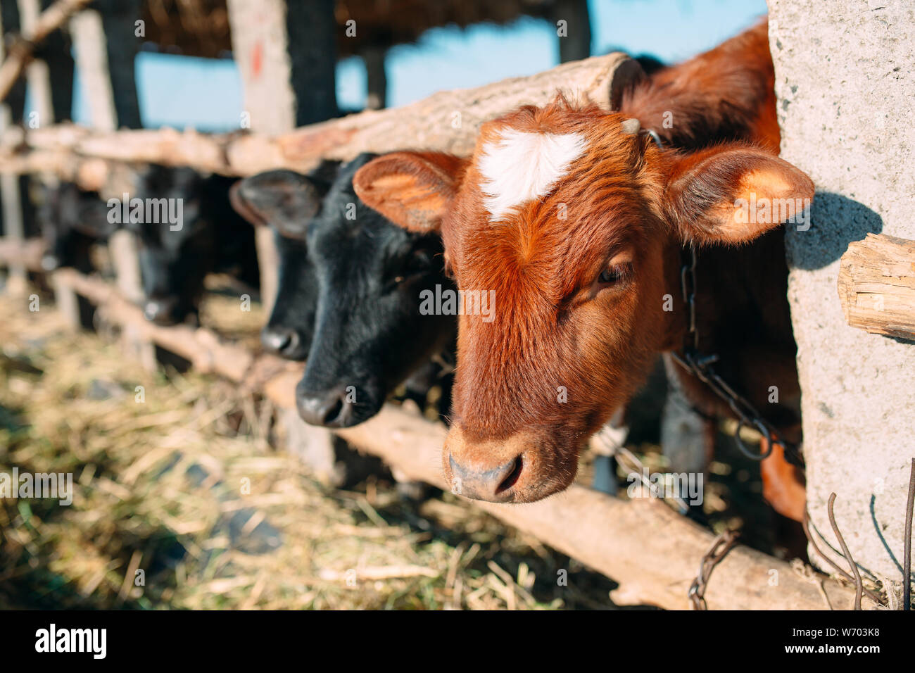 Agricoltura Industria, l'agricoltura e la zootecnia concetto. mandria di vacche in stalla su Dairy Farm Foto Stock