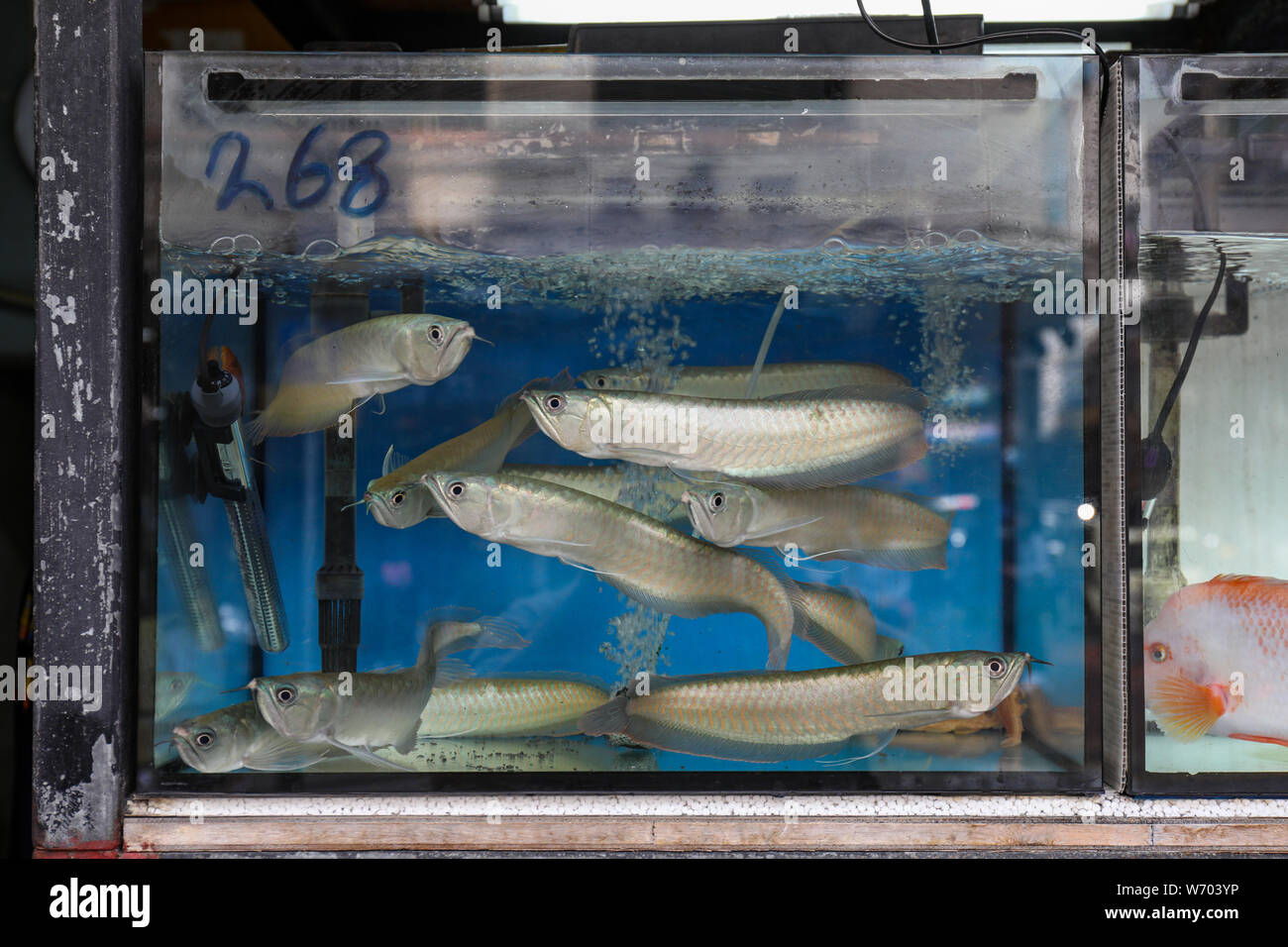 Pesci nel serbatoio in negozio acquatico a Goldfish Street di Mong Kok, Hong Kong Foto Stock