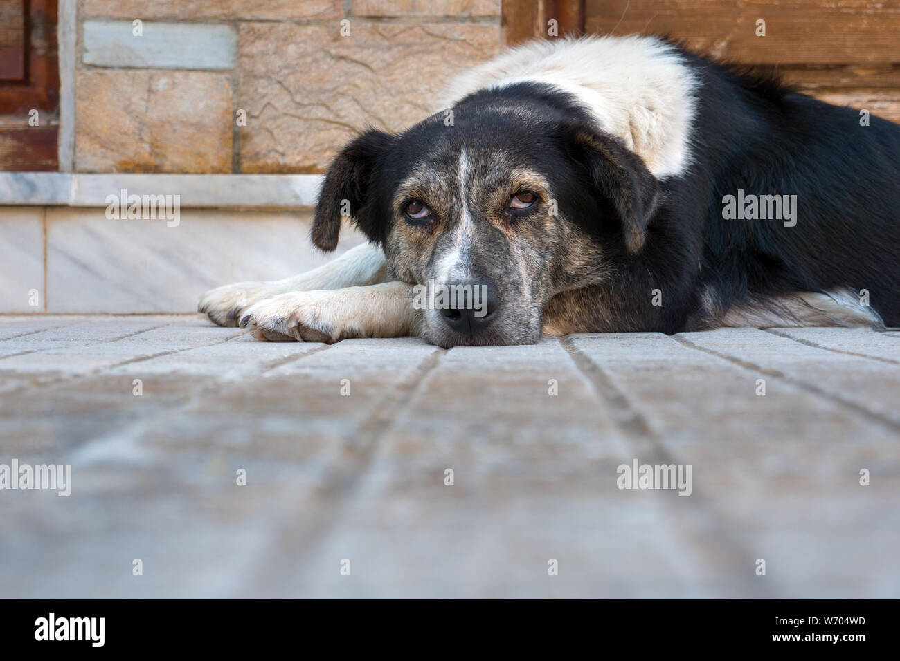 Cane giacente sul cortile cortile anteriore. Cane con gli occhi rossi. Il Pet mettere la museruola sulle zampe. Triste razza cane. Non cane di razza crogiolarsi il riscaldamento a pavimento grigio su sfondo. spazio copia Foto Stock