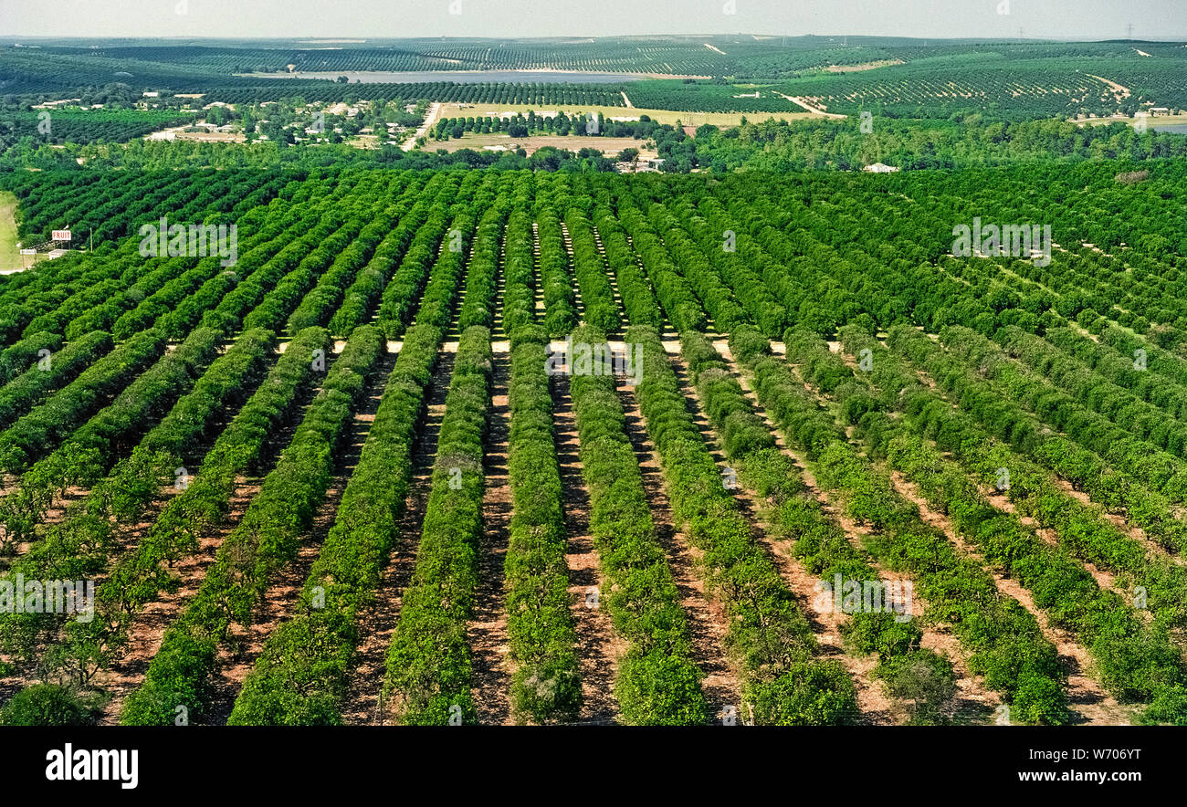 Frondosi alberi di agrumi per quanto l'occhio può vedere erano in interminabili litigi che ha coperto il subtropicale paesaggio agricolo intorno a Clermont in Florida centrale, STATI UNITI D'AMERICA, quando questa fotografia aerea è stata adottata nel 1976. Da allora, inverno severo si blocca costretto ai coltivatori di spostare i loro aranceti al clima più caldo più a sud e molti degli alberi sono stati sostituiti da commerciali e abitazioni sviluppi. Malattie agrumi ha inoltre contribuito alla scomparsa di questi frutteti in Lake County. Fotografia storica. Foto Stock