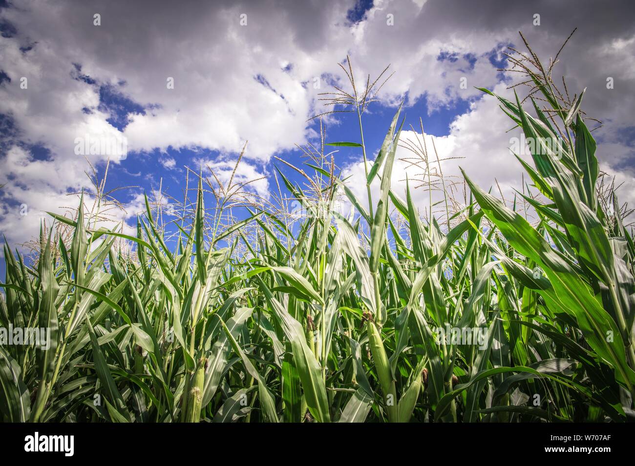 Campo di mais e il nuvoloso cielo blu Closeup Photo. Il tema dell'agricoltura. Foto Stock