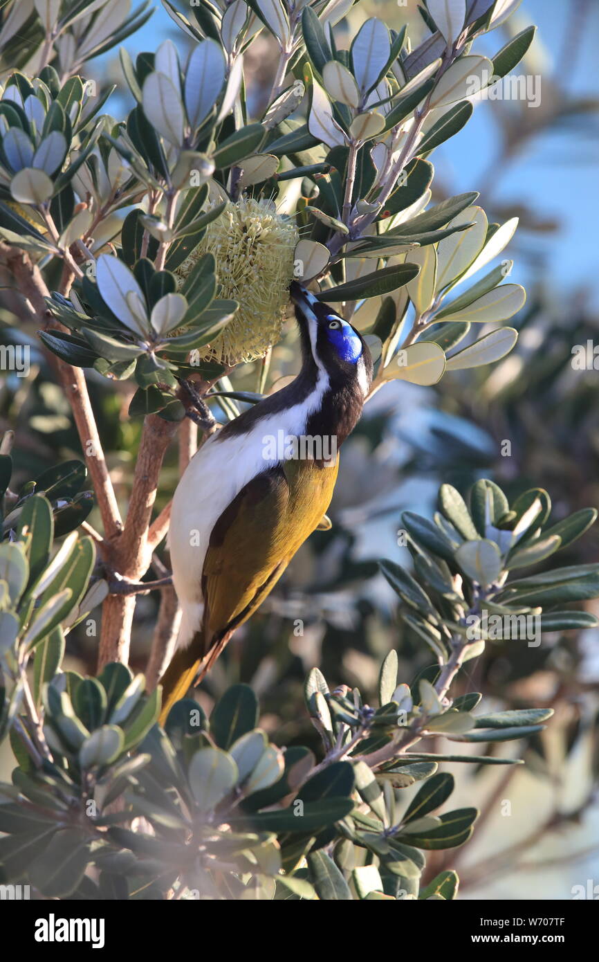 Blue-Faced Honeyeater cercando per foraggio Queensland, Australia Foto Stock