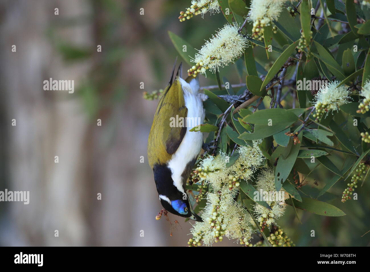 Blue-Faced Honeyeater cercando per foraggio Queensland, Australia Foto Stock