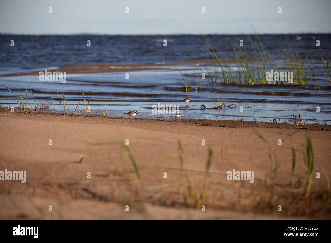 Tulle uccelli sulla spiaggia di sabbia,isola di Hailuoto,Pohjois-pohjanmaa, Finlandia Foto Stock