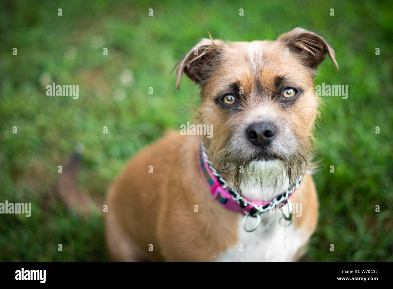 Giovane cane con occhi luminosi e colletto rosa, giocando in cortile Foto Stock