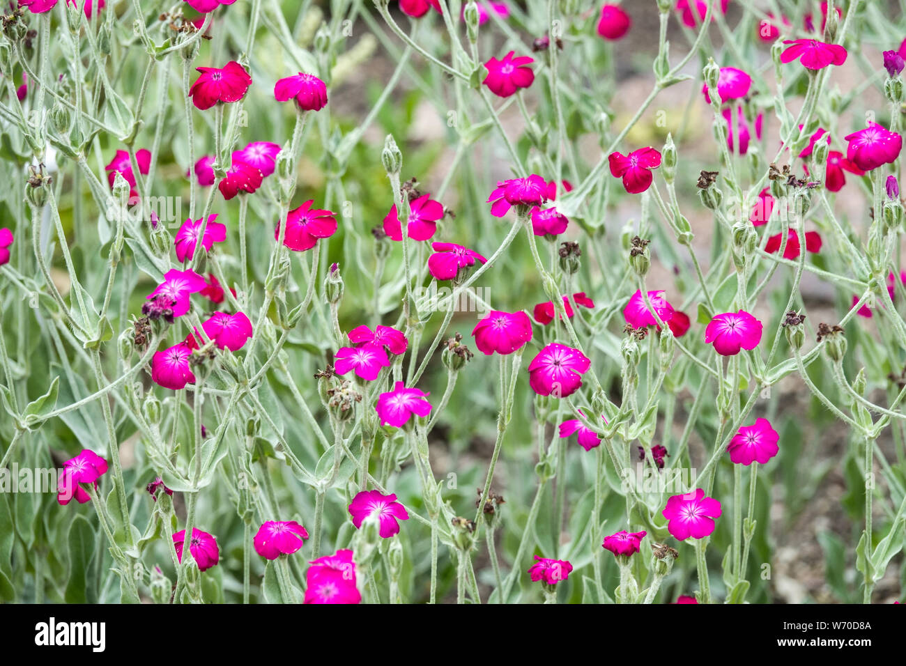 Rose Campion, Silene coronaria Bloody Mary Lampflower Mullein fiori di colore rosa Foto Stock