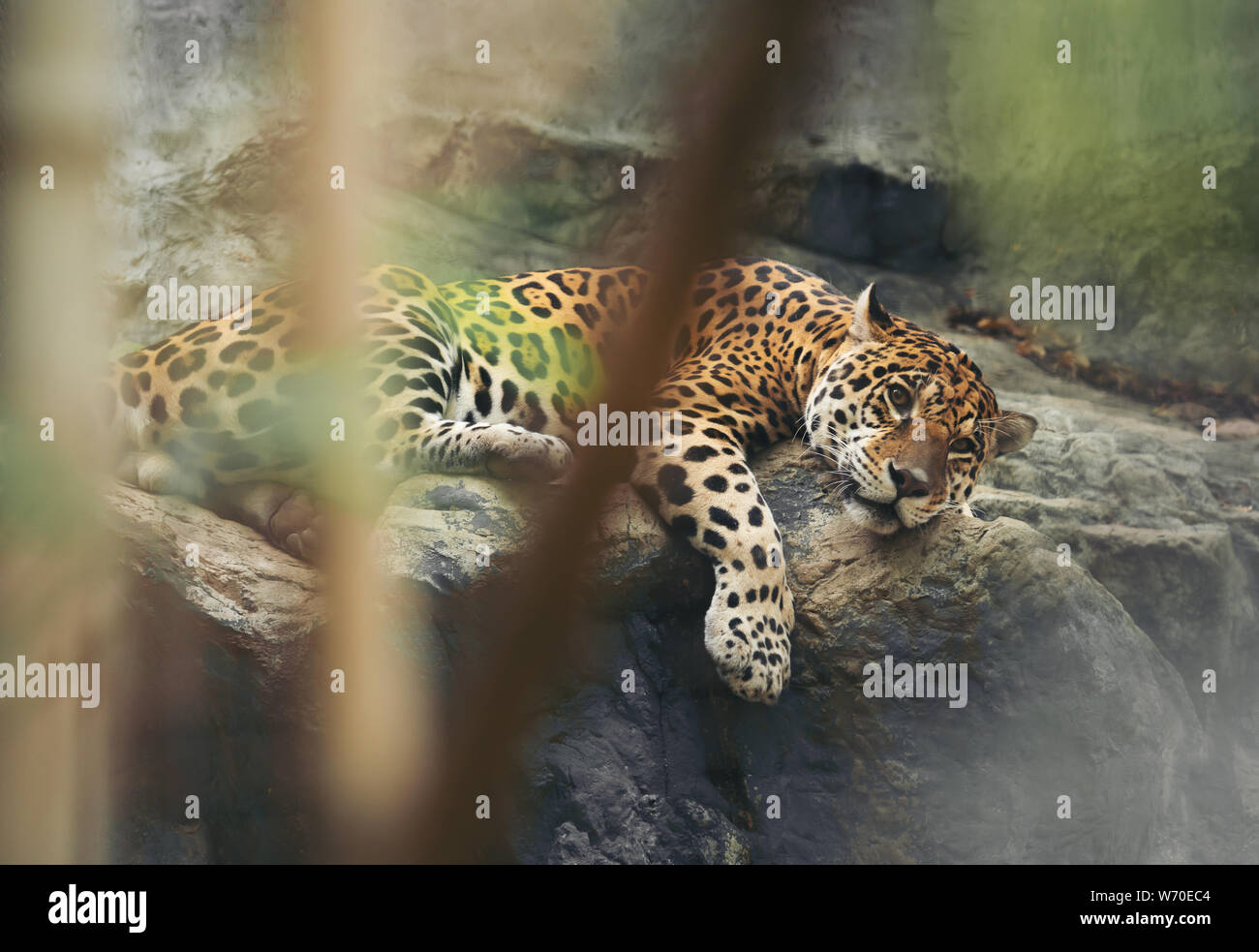 Jaguar poggiante sulla roccia in zoo Foto Stock Jaguar poggiante sulla roccia in zoo Foto Stock