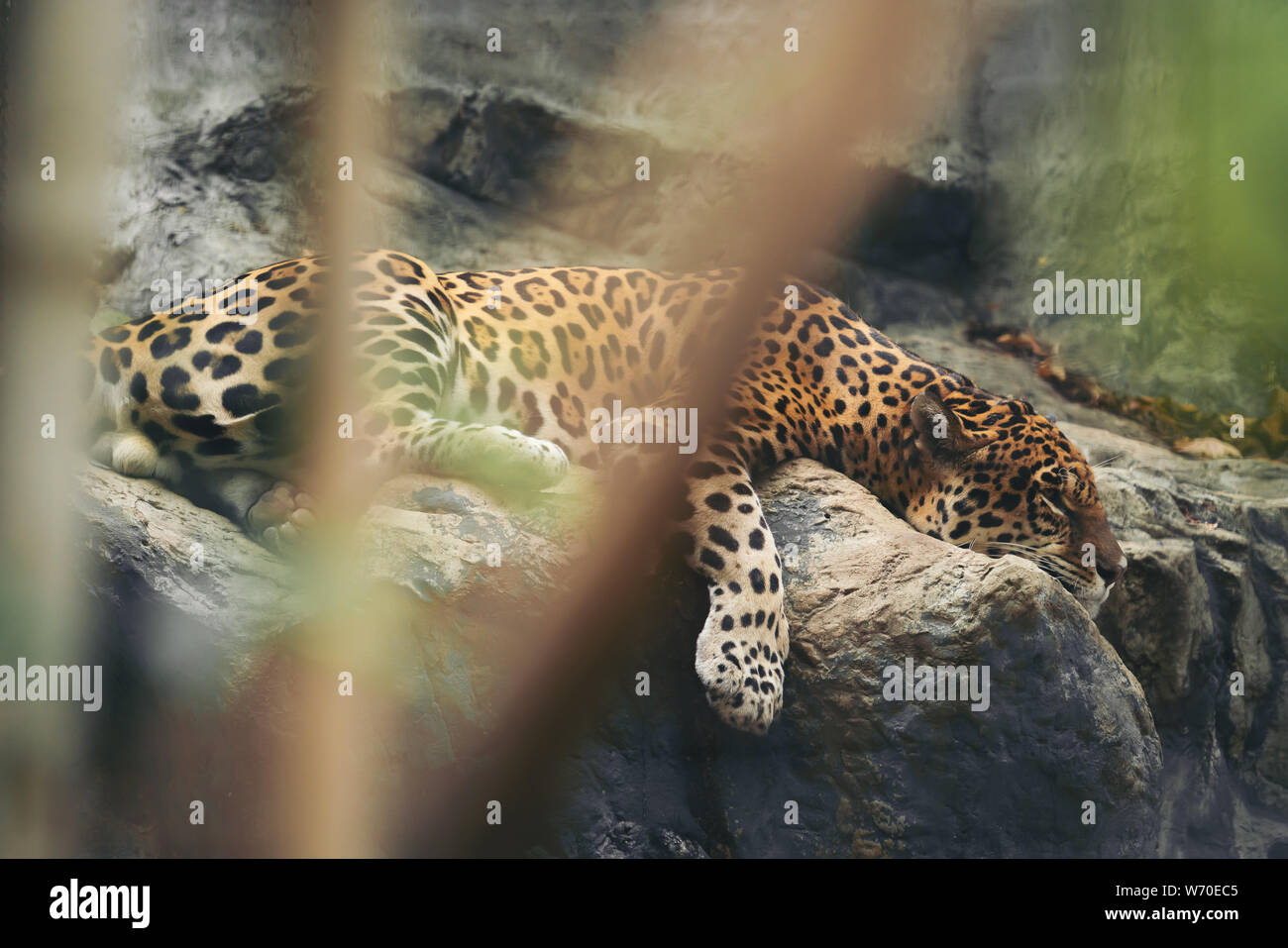 Jaguar poggiante sulla roccia in zoo Foto Stock Jaguar poggiante sulla roccia in zoo Foto Stock