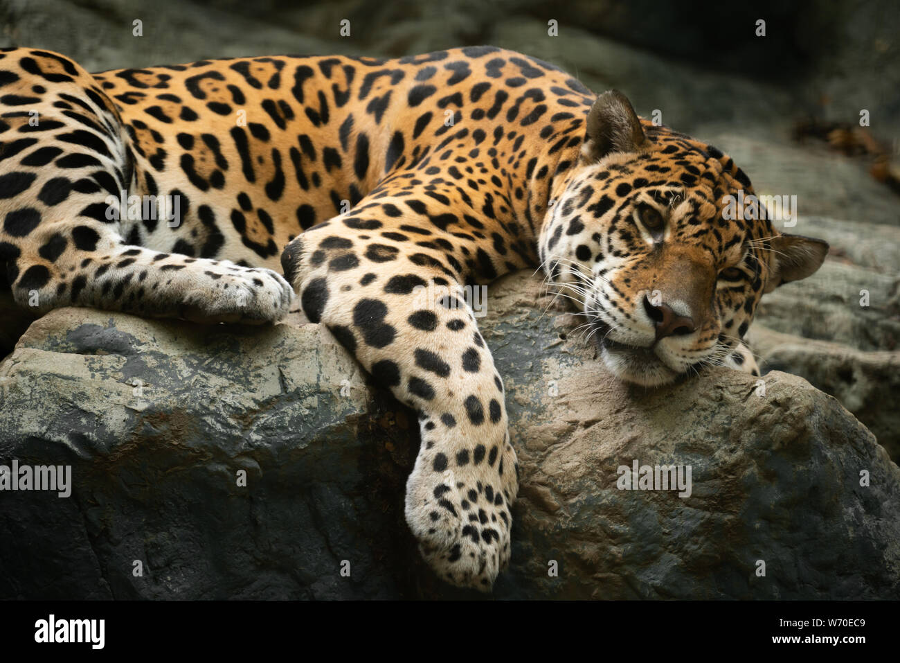 Jaguar poggiante sulla roccia in zoo Foto Stock Jaguar poggiante sulla roccia in zoo Foto Stock