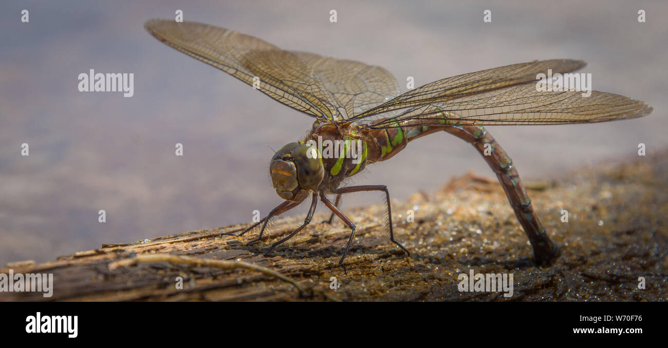 Libellula verde relax al sole Foto Stock