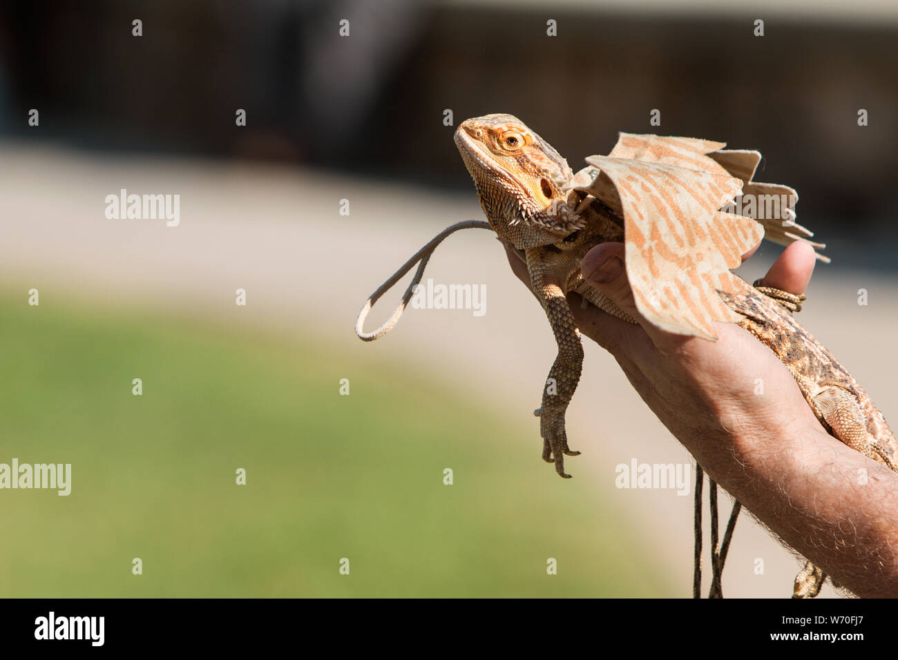 Una mano d'uomo detiene un barbuto dragon indossando ali, a Sandy Springs Festival parata di pet. Foto Stock