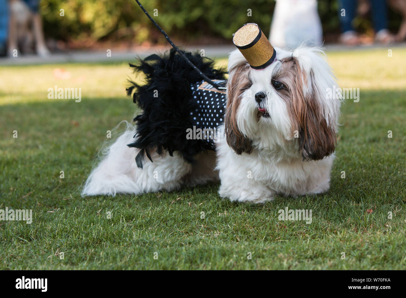 Un Shih Tzu indossa una sigaretta ragazza costume di un costume di pet concorso. Foto Stock