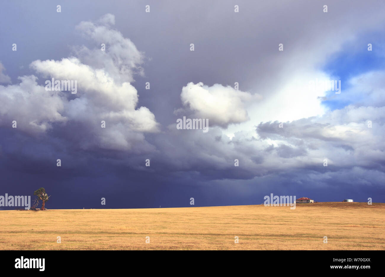 Paesaggio rurale con drammatica tempesta muovendo in su campo giallo con la fattoria capannone e albero morto all'orizzonte. Vicino a Yass, Central West New South Wales, Foto Stock