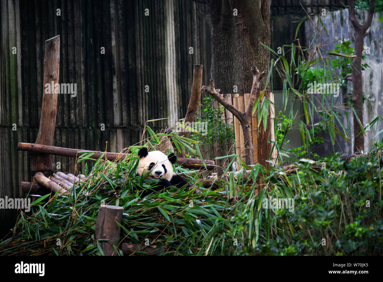 Baby panda di mangiare in un palo di bambù a Chengdu Cina Foto Stock