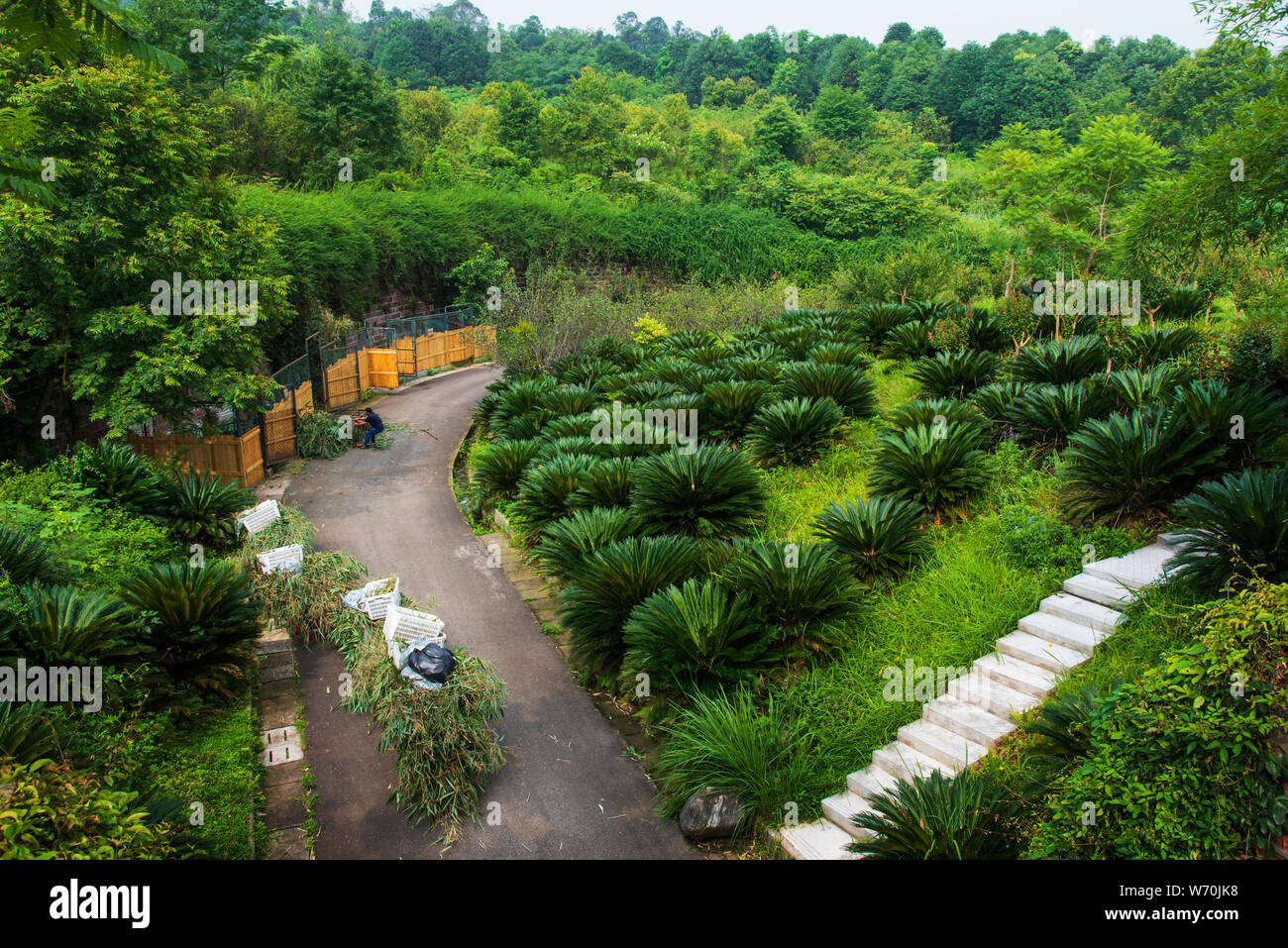 Panda immagazzinaggio di prodotti alimentari in Panda Gigante Centro di allevamento a Chengdu Cina Foto Stock