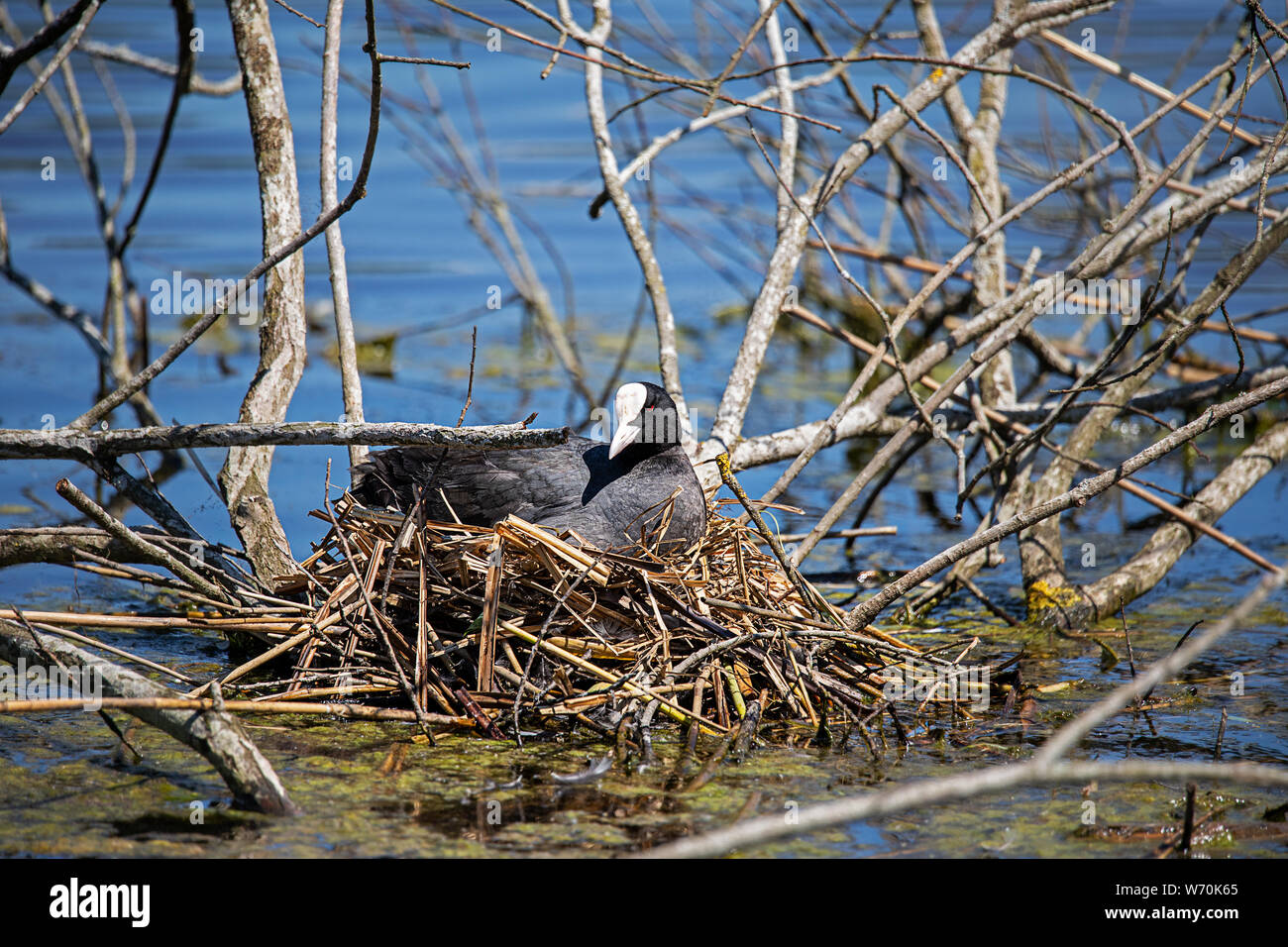 Allevamento folaga al lago Ammersee Bavaria Foto Stock