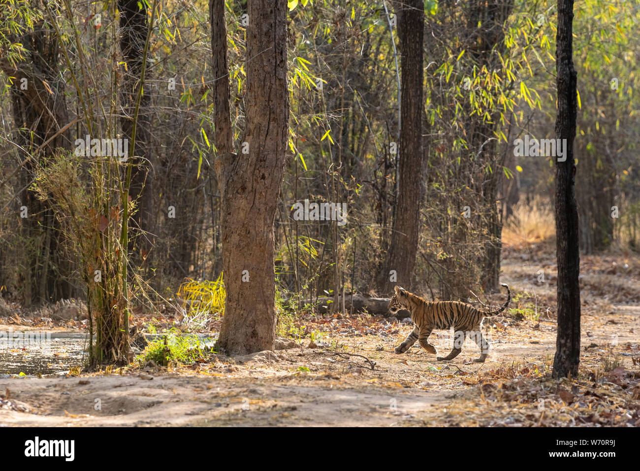 Giocoso e tiger cub con le goccioline di acqua dal vicino fiume dalla foresta di India centrale, bandhavgarh national park, Madhya Pradesh, India Foto Stock