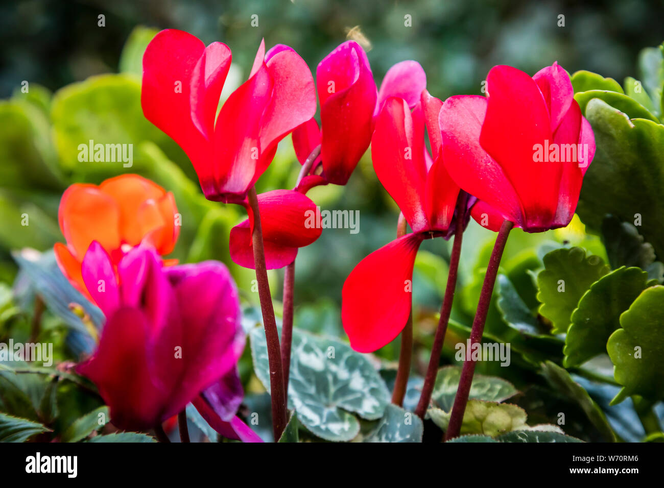 Rosso porpora e fiori d'arancio in primavera garden Foto Stock