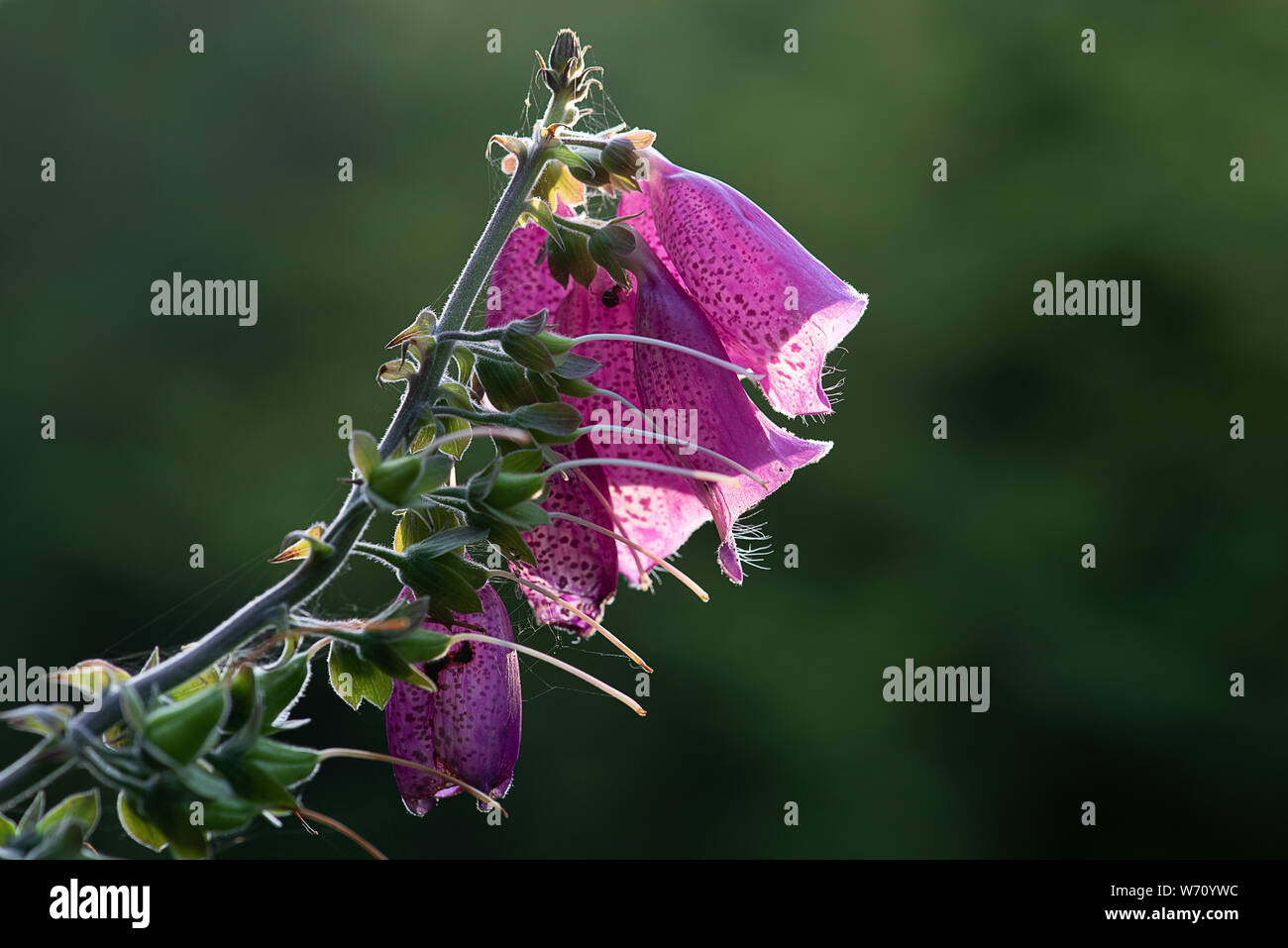 La parte superiore di un foxglove con fiori di colore rosa molto vicino da un lato la vista del profilo Foto Stock